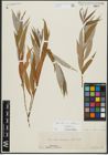 Foto von Salix alba subsp. vitellina (L.) Arcang. x Salix babylonica L.
